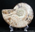 Inch Split Ammonite (Half) #2656-1